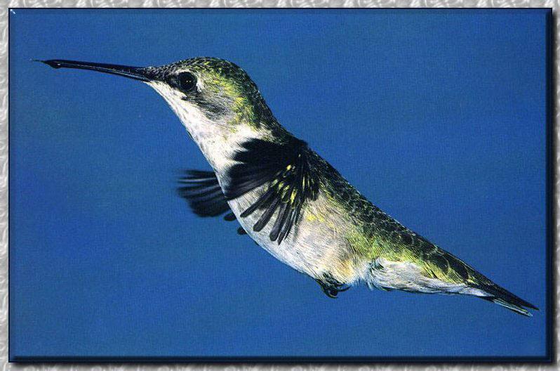 Ruby-throatedHummingbird Female 02.jpg