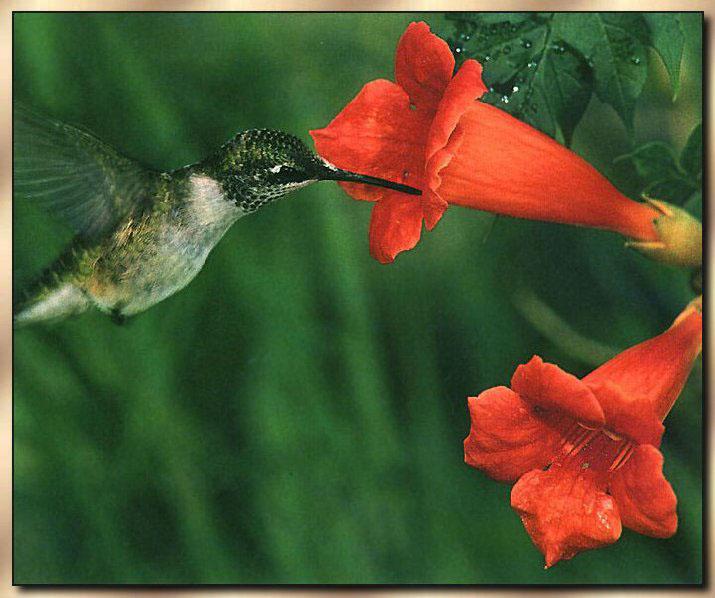 Ruby-throatedHummingbird Female 03.jpg