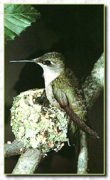 Ruby-throatedHummingbird Female 05.jpg