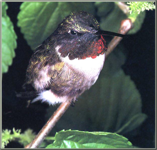 Ruby-throatedHummingbird male 00-OnBranch.jpg