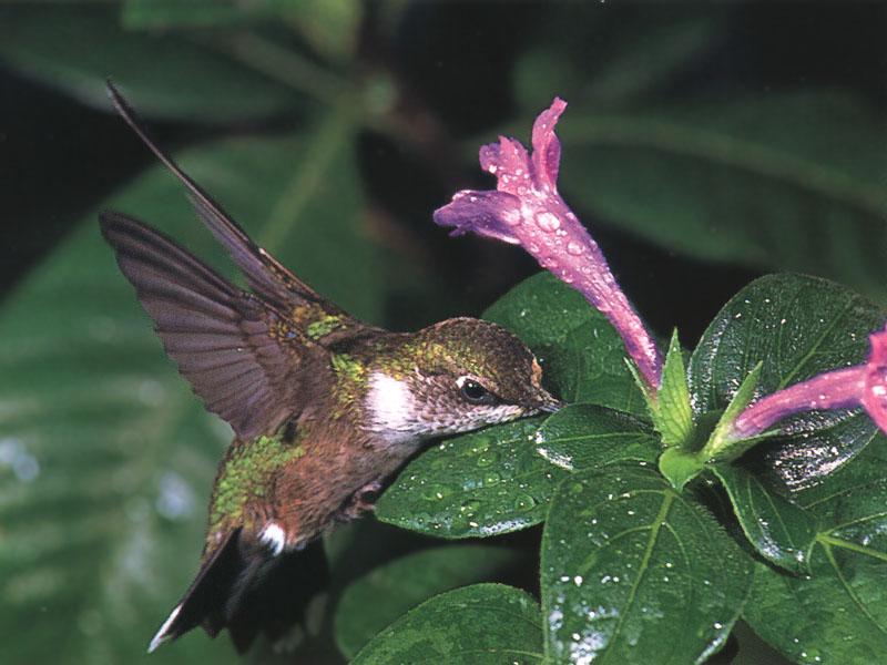 RufousHummingbird 27-SippingNectar-DewFlower.jpg