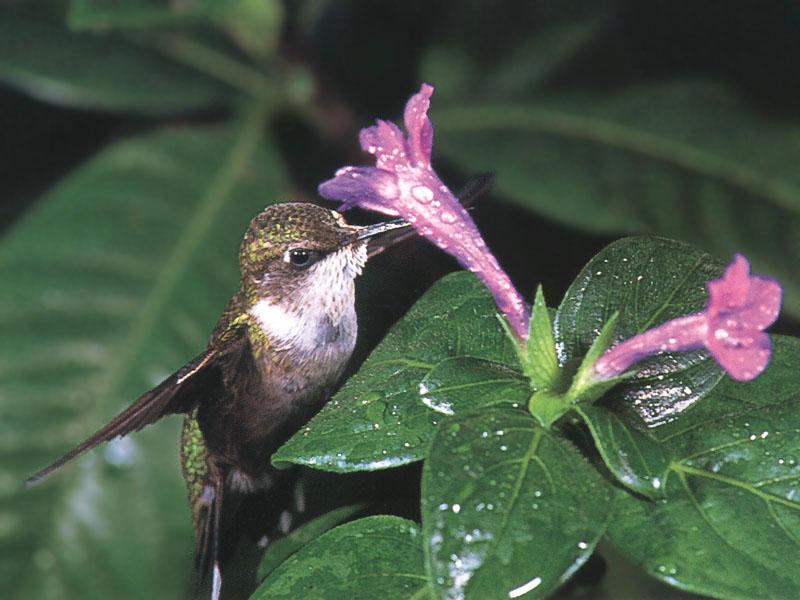 RufousHummingbird 29-SippingNectar.jpg