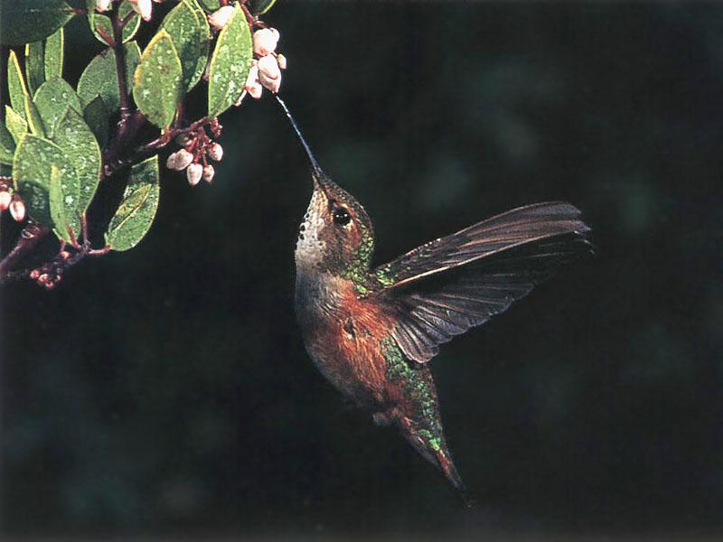 RufousHummingbird 35-SippingNectar.jpg
