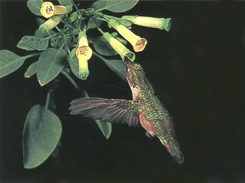RufousHummingbird 36-SippingNectar.jpg
