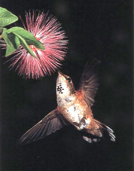 RufousHummingbird 37-SippingNectar-AbdominalView.jpg