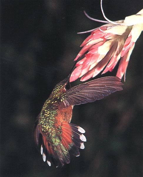 RufousHummingbird 40-SippingNectar-RumpingBack.jpg