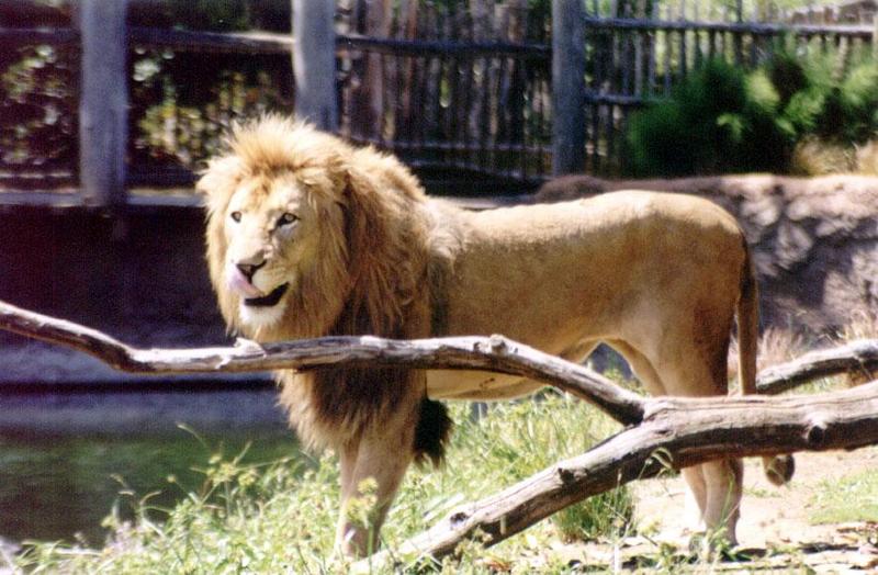 SY AKL Zoo African Lion05-by Sam Young.jpg