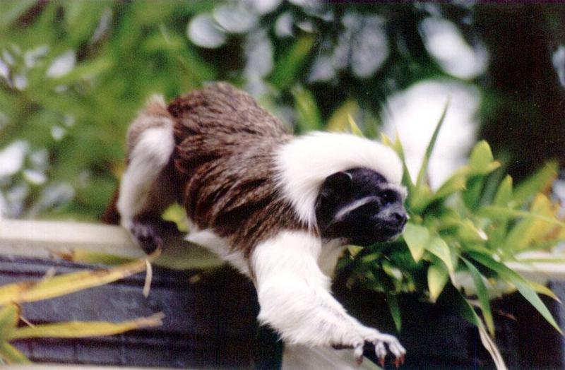SY AKL Zoo Cotton-top tamarin07-by Sam Young.jpg