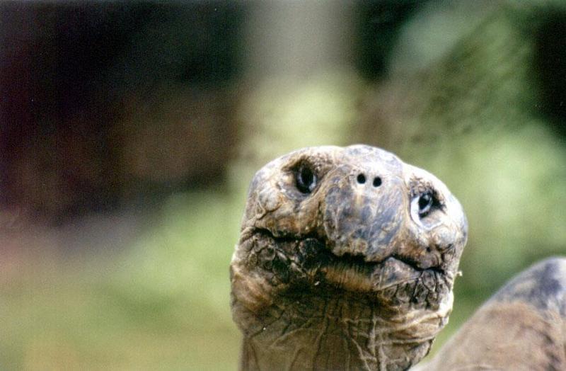 SY AKL Zoo Galapagos giant tortoise02-by Sam Young.jpg