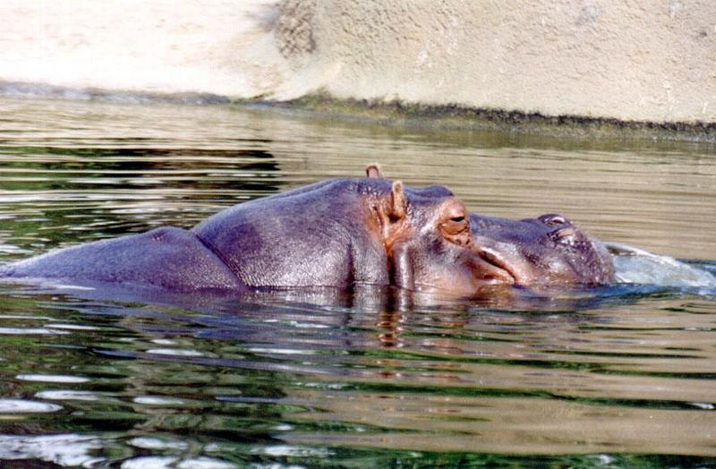 SY AKL Zoo Hippopotamus02-by Sam Young.jpg
