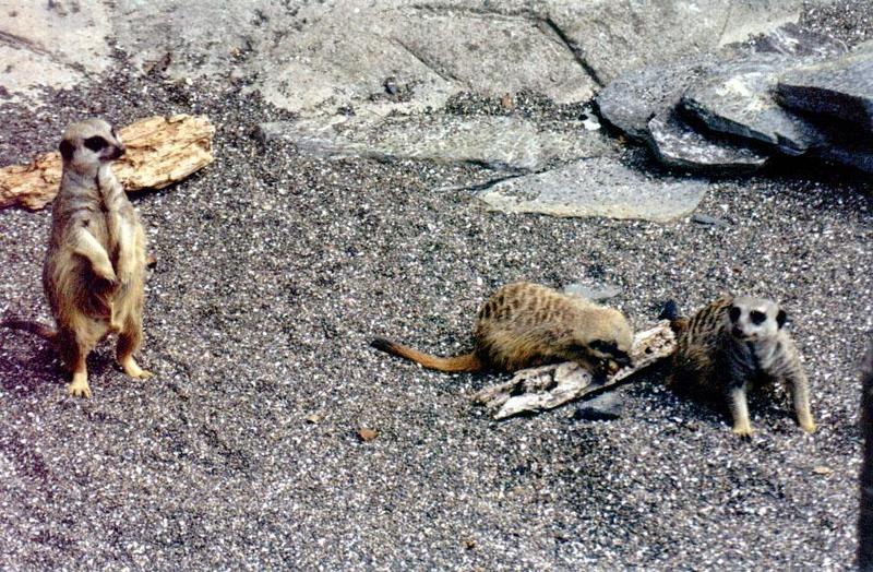 SY AKL Zoo Meerkat02-by Sam Young.jpg