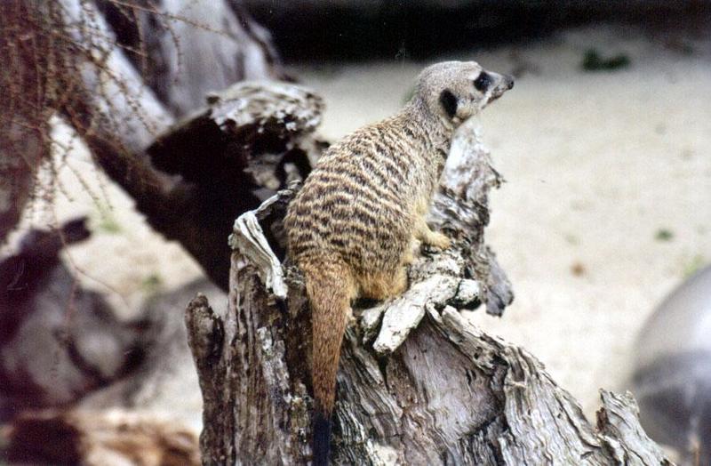 SY AKL Zoo Meerkat08-by Sam Young.jpg