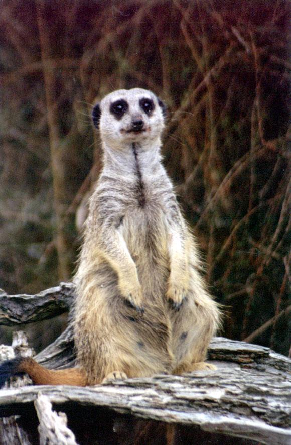 SY AKL Zoo Meerkat11-by Sam Young.jpg