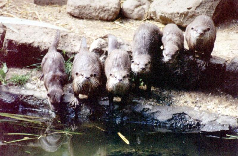 SY AKL Zoo North American River Otters03-by Sam Young.jpg