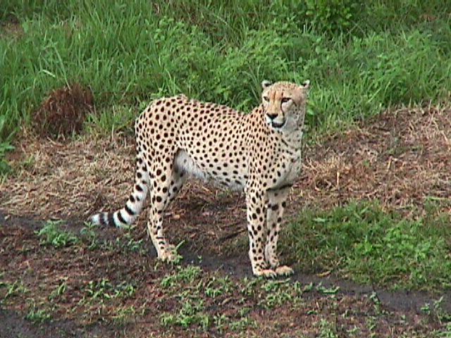SY Cheetah Jacksonville Zoo02-by Sam Young.jpg