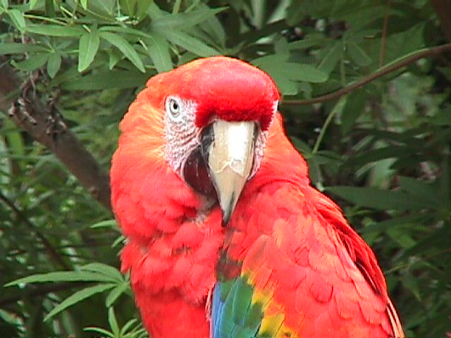 SY Green-winged Macaw Zoo World Panama City01-by Sam Young.jpg