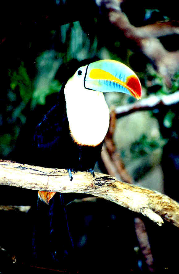 SY Keel-billed Toucan El Paso Zoo01-by Sam Young.jpg