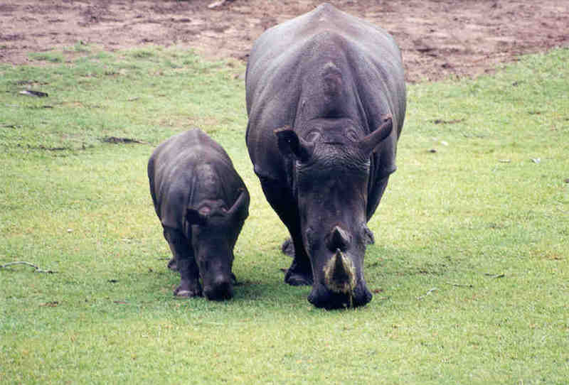 SY Rhinoceroses Jacksonville Zoo01-by Sam Young.jpg