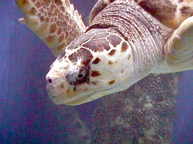 SY VA Living Museum Green Sea turtle-by Sam Young.jpg