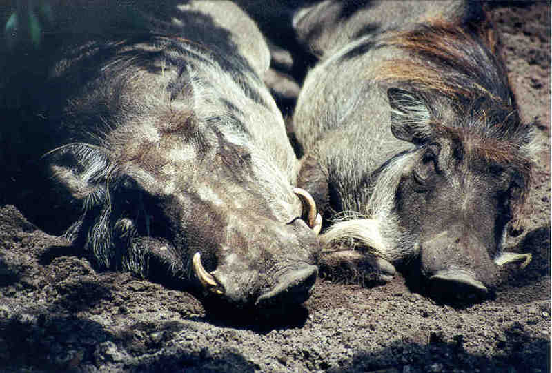 SY Warthogs Jacksonville Zoo01-by Sam Young.jpg