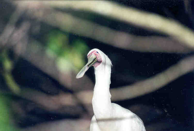 SY White Spoonbill Jacksonville Zoo01-by Sam Young.jpg