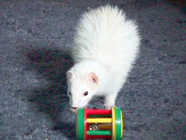 SY dark eyed white ferret1-by Sam Young.jpg