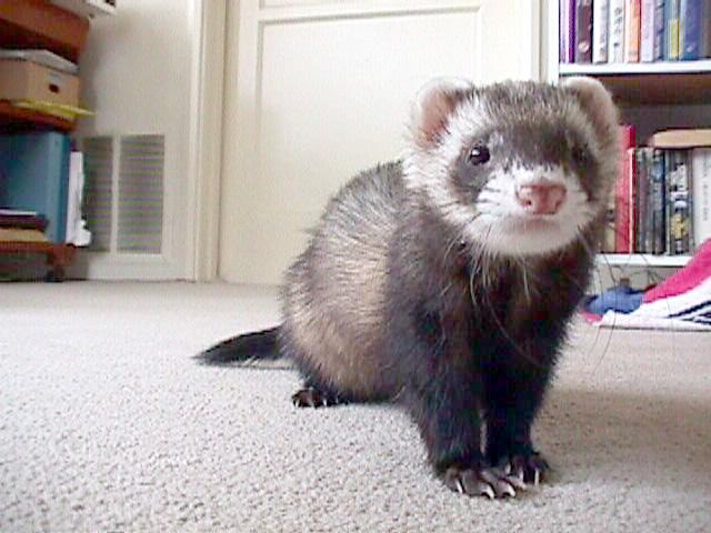 SY sable ferret1-by Sam Young.jpg