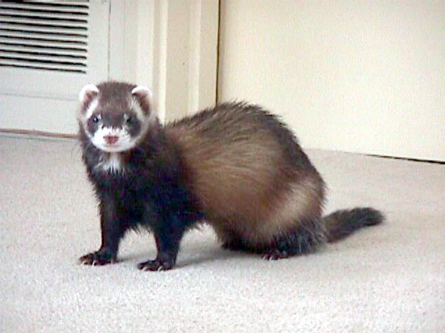 SY sable ferret2-by Sam Young.jpg