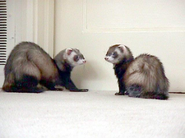 SY sable ferret3-by Sam Young.jpg