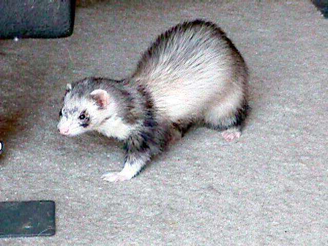 SY silver ferret1-by Sam Young.jpg