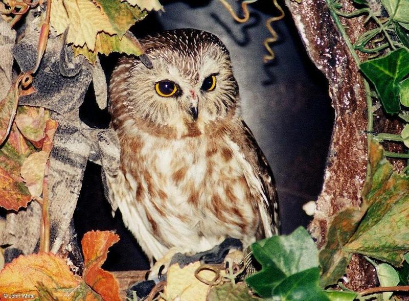Saw-Whet Owl Aegolius acadicus-by John White.jpg