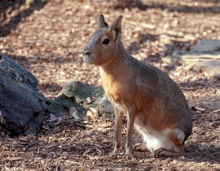 Scan1198-Patagonian Hare-or-Mara-by John White.jpg