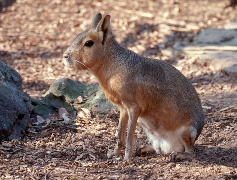 Scan1199-Patagonian Hare-or-Mara-by John White.jpg