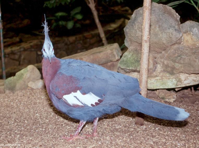 Scheepmaker s crowned pigeon  Goura scheepmakeri 0001-by John White.jpg