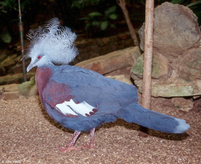 Scheepmaker s crowned pigeon  Goura scheepmakeri 0002-by John White.jpg