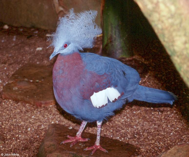 Scheepmaker s crowned pigeon  Goura scheepmakeri 0003-by John White.jpg