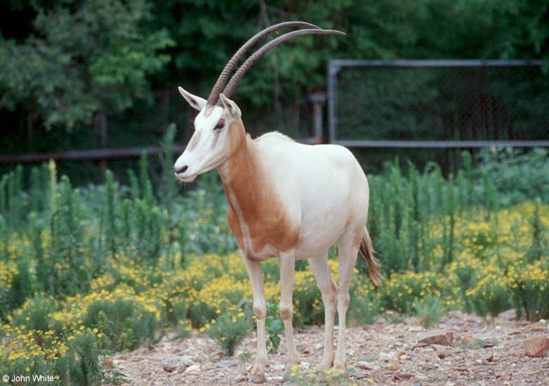 Scimitar-horned Oryx  Oryx dammah 0001-by John White.jpg
