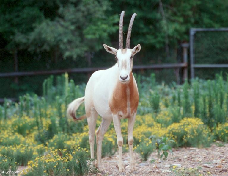 Scimitar-horned Oryx  Oryx dammah 0002-by John White.jpg