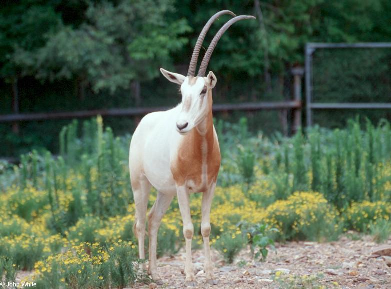 Scimitar-horned Oryx  Oryx dammah 0003-by John White.jpg
