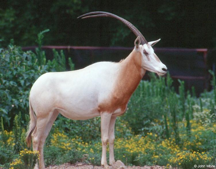 Scimitar-horned Oryx  Oryx dammah 0004-by John White.jpg