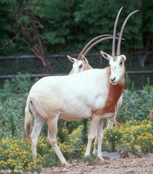 Scimitar-horned Oryx  Oryx dammah 0005-by John White.jpg