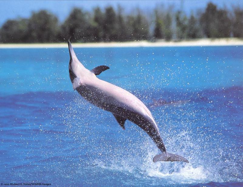 Short-snouted spinner dolphin-by Rebecca Willey.jpg