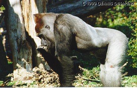Silverback-gorilla male03-by Dennis Desmond.jpg