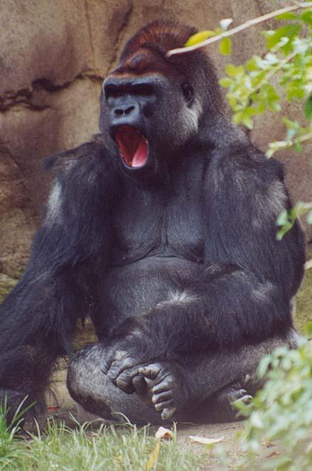Silverback gorilla mouthopen1-from Cincinnati Zooby Denise McQuillen.jpg