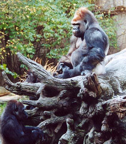 Silverback gorilla on tree-from Cincinnati Zooby Denise McQuillen.jpg