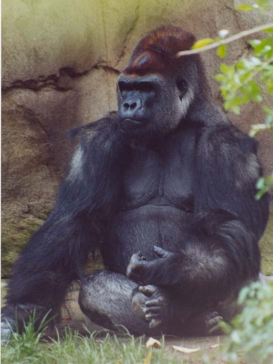 Silverback gorilla sit1-from Cincinnati Zooby Denise McQuillen.jpg
