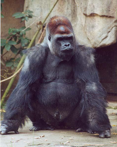 Silverback gorilla sit2-from Cincinnati Zooby Denise McQuillen.jpg