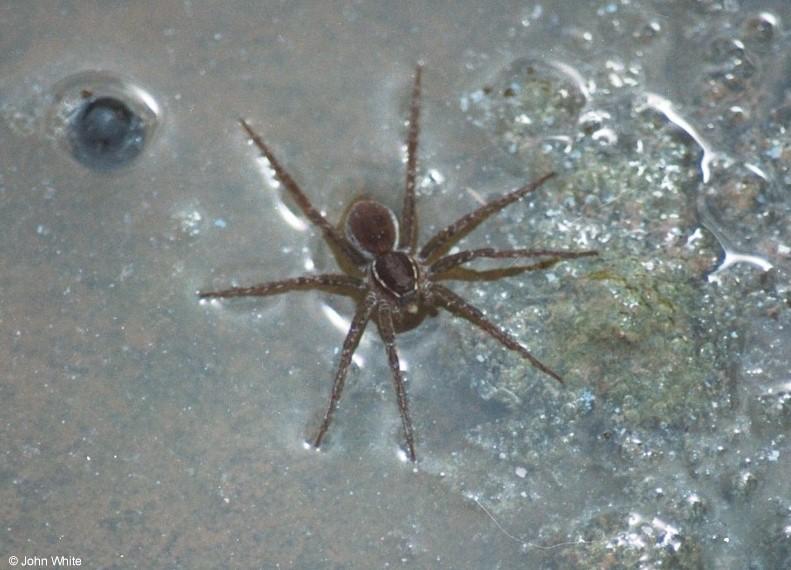 Six-spotted Fishing Spider  Dolomedes triton-by John White.jpg