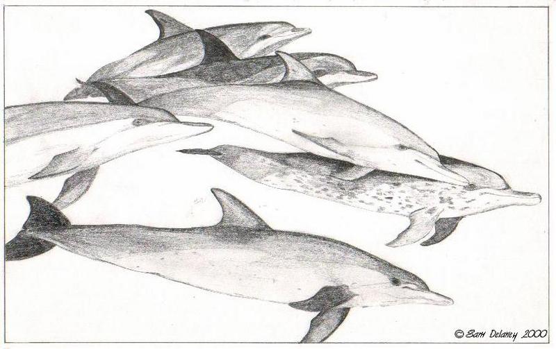 Sketch-Altantic Spotted Dolphins-pod-by Sam Delaney.jpg