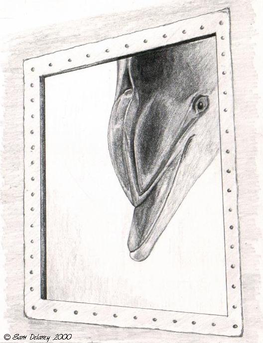 Sketch-Bottlenose Dolphin-hostage-by Sam Delaney.jpg